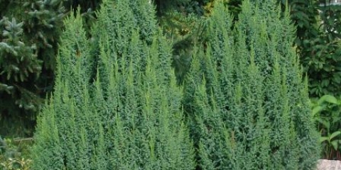 Juniper hard: fotografija i opis